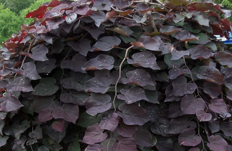 kaiyun网页登录入口