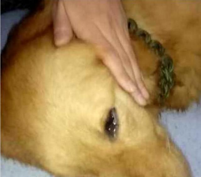 kaiyun开云网页版:国家电力投资集团公司电解铝产能置换方案公示(图3) kaiyun网页登录入口